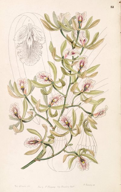 Encyclia ambigua by Miss Drake